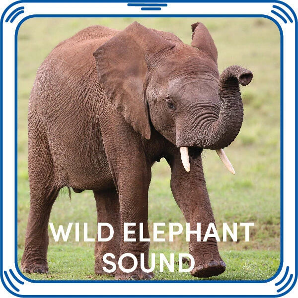 Wild Elephant Stuffed Animal Sound Chip | Shop Now at Build-A-Bear® - US 4887